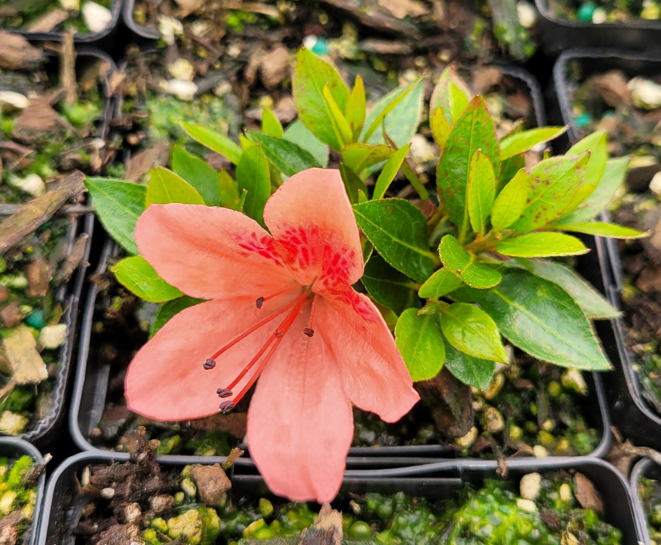 Azalea 'Ron Kuzon' | Rare Plants & Flowers | Noname Nursery
