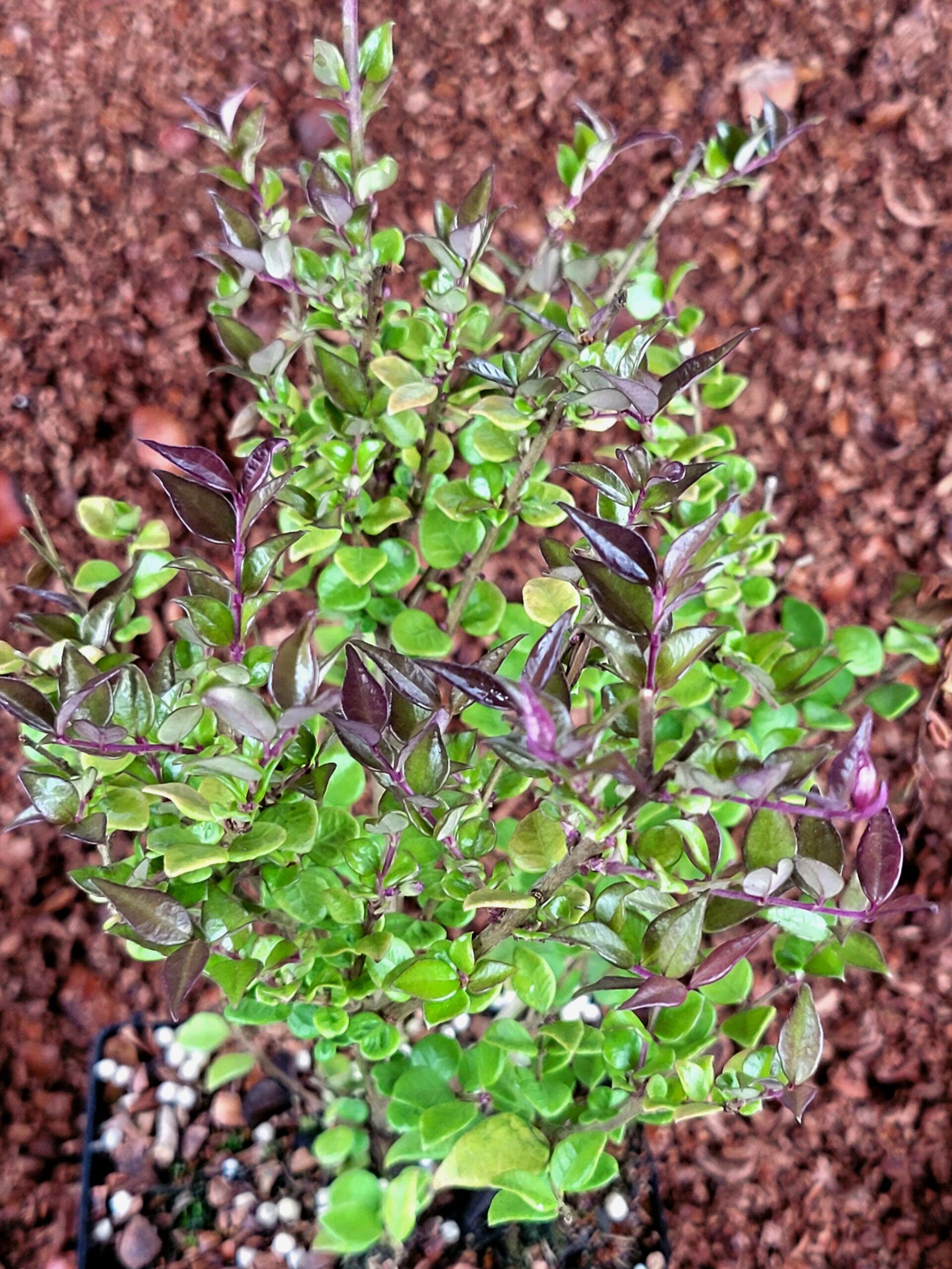 Lonicera nitida 'Red Tips'