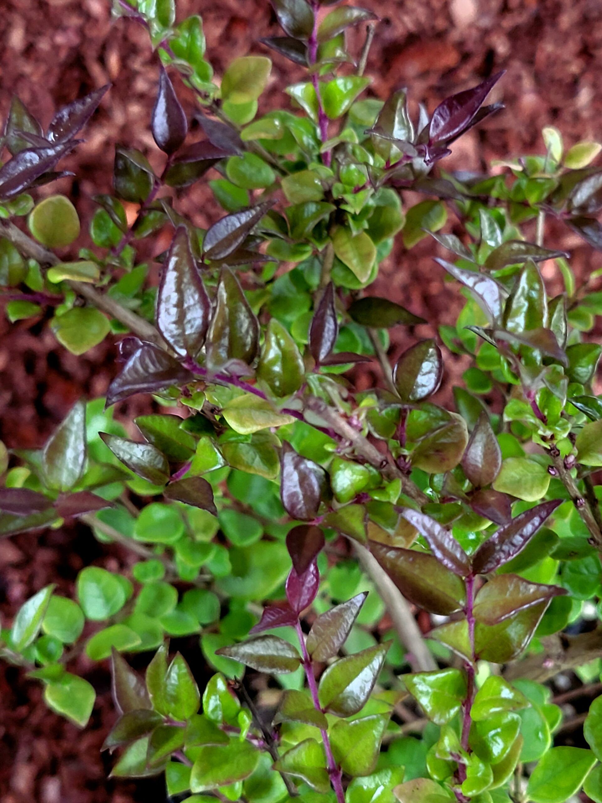 Lonicera nitida 'Red Tips' - Image 2