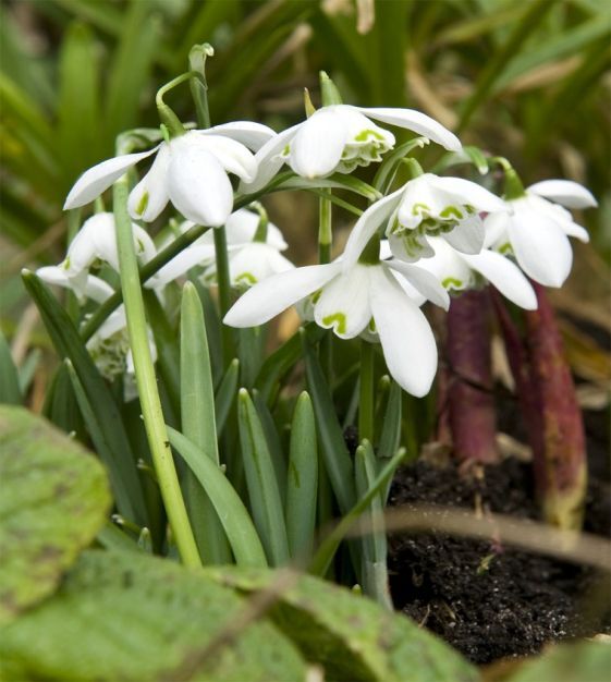 Galanthus nivalis 'Flore Pleno'